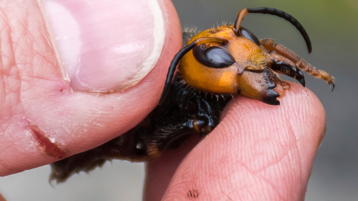 Invasive 'murder hornets' are wiped out in the US, officials say