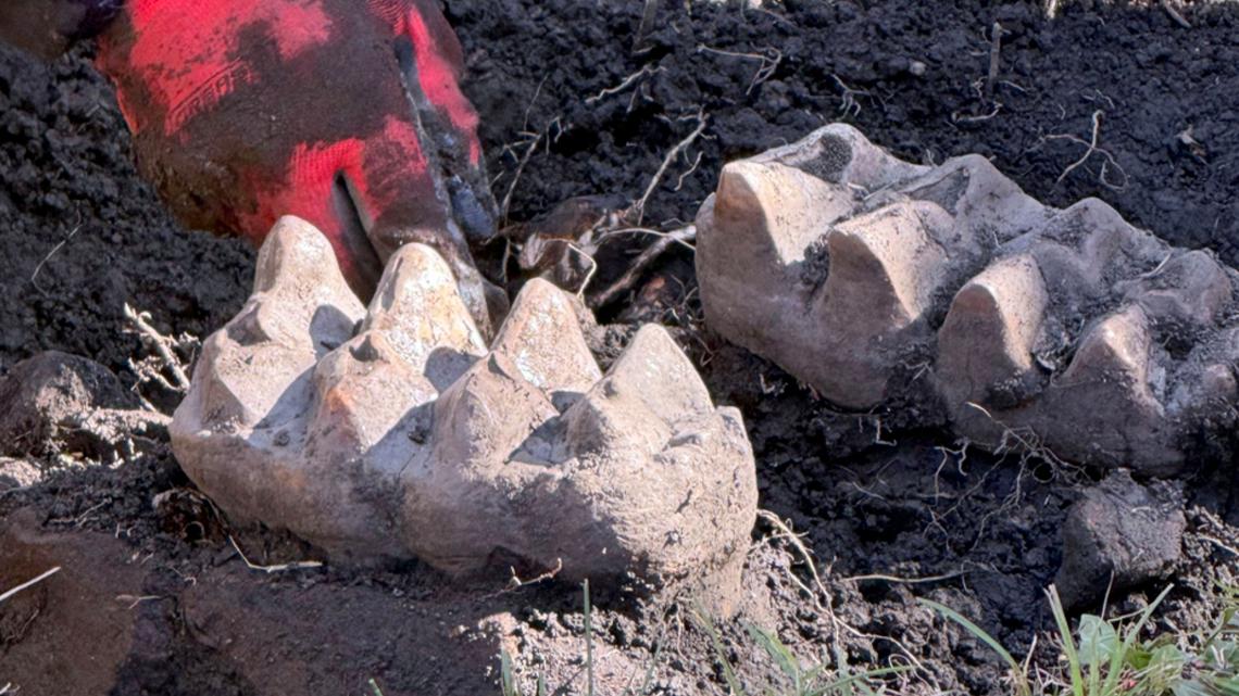 New York man finds mastodon jaw while gardening in his backyard