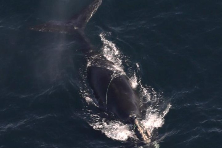 Endangered whales found entangled in fishing gear off Massachusetts coast