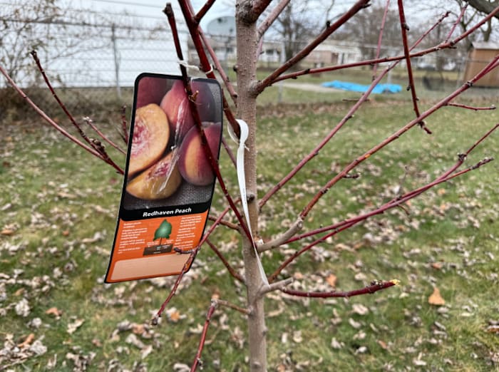 Michigan city planting trees to provide free fruit for residents under new pilot program