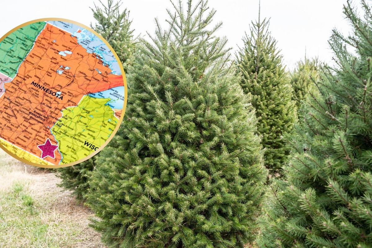 Grab A Free Christmas Tree Saturday in Rochester, Minnesota!