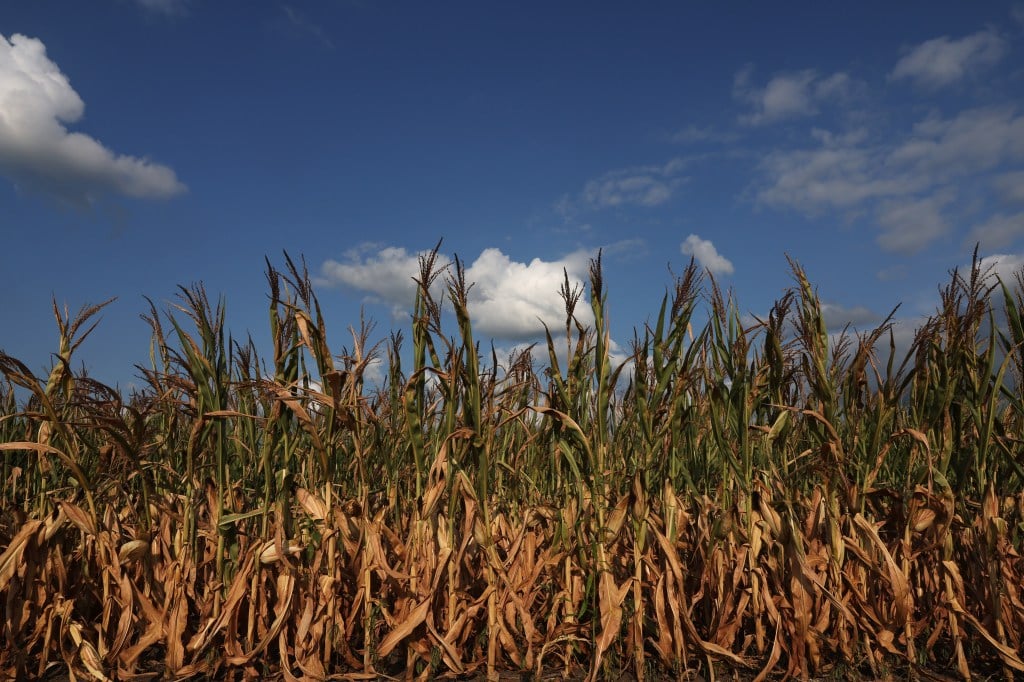 US wins ruling in a trade dispute with Mexico over its bid to ban genetically modified corn