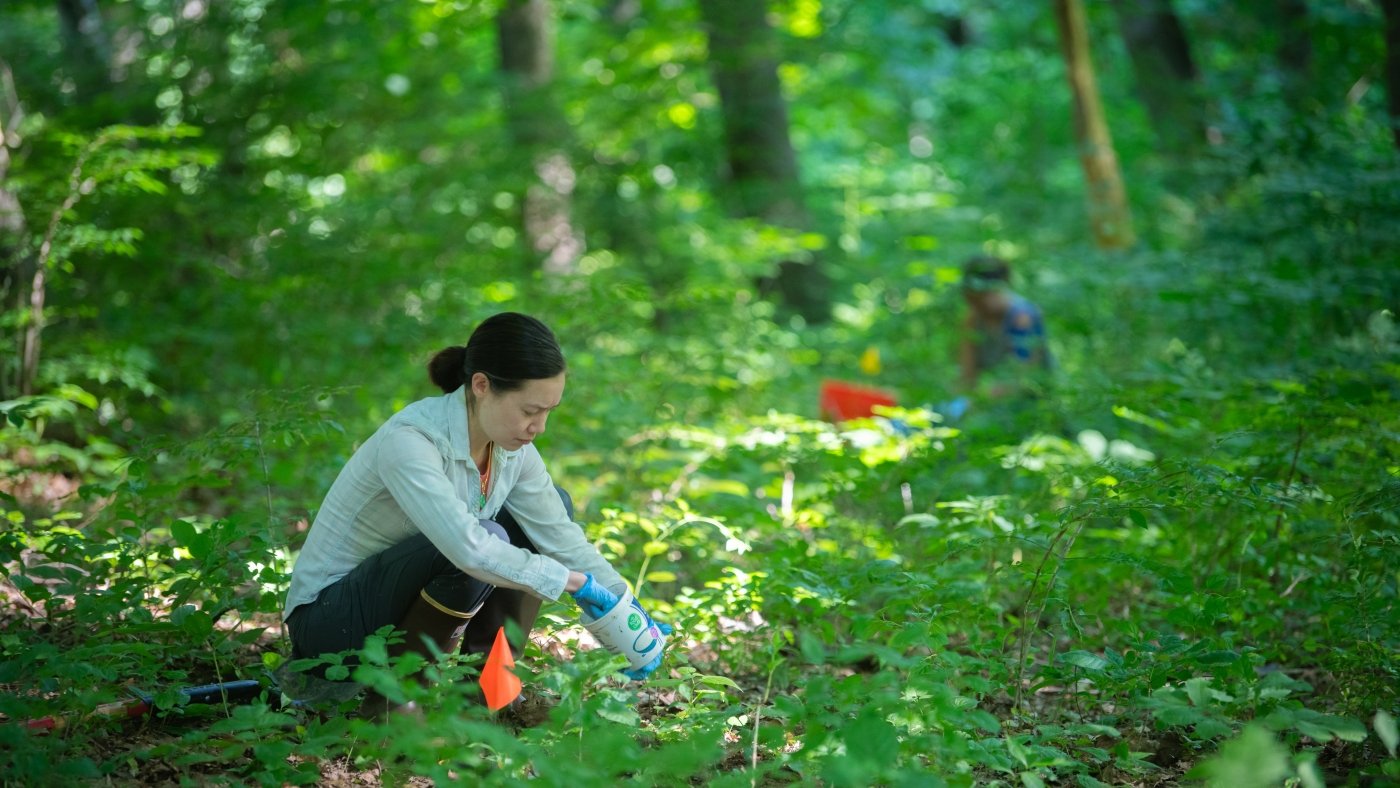 Searching for tiny dung beetles that clean the vast forest floor