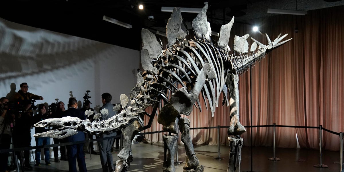 Citadel CEO Ken Griffin is lending his 'epic' $44.6 million Stegosaurus fossil to the American Museum of Natural History