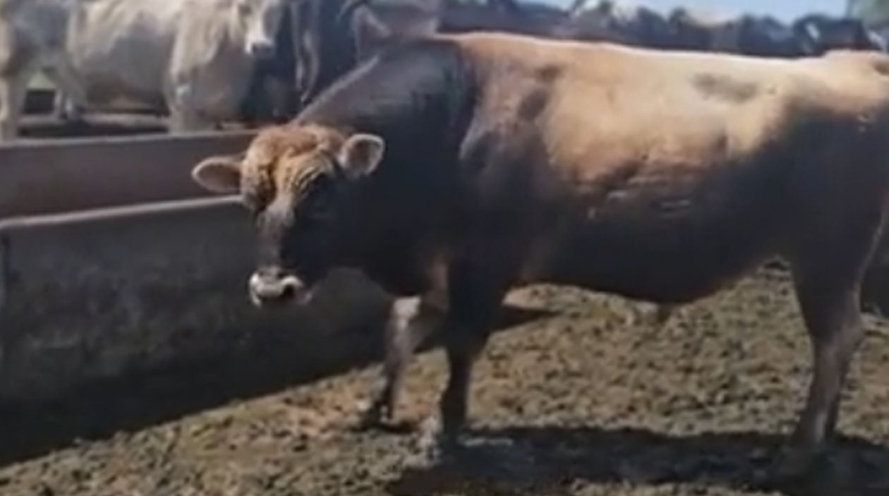 O jeito mais estúpido e eficaz de se proteger de um touro brabo