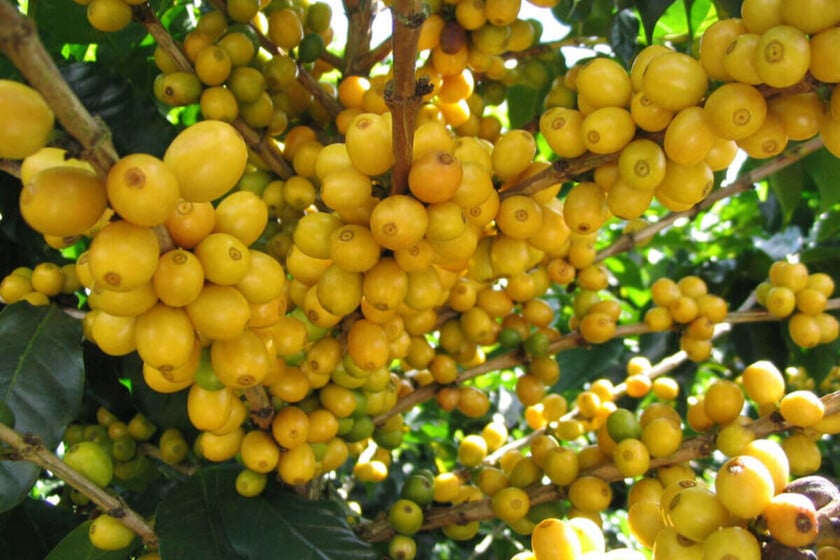 "Oro amarillo": el fruto exótico que nos da un empujón de colágeno para mejorar la salud de la piel