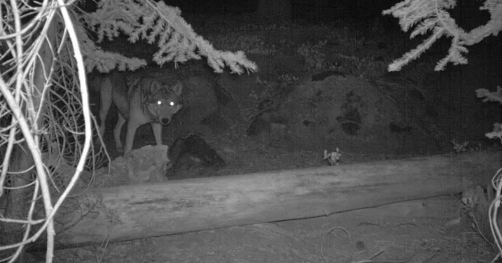 Gray Wolves Seen on Camera in California National Park For First Time in 100 Years