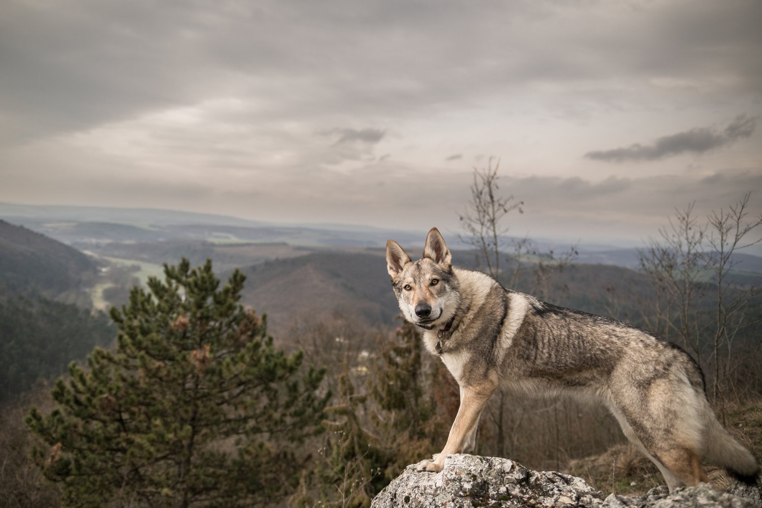 Dog Domestication Was a Messy Process, Claims Study of 76 Prehistoric Canines