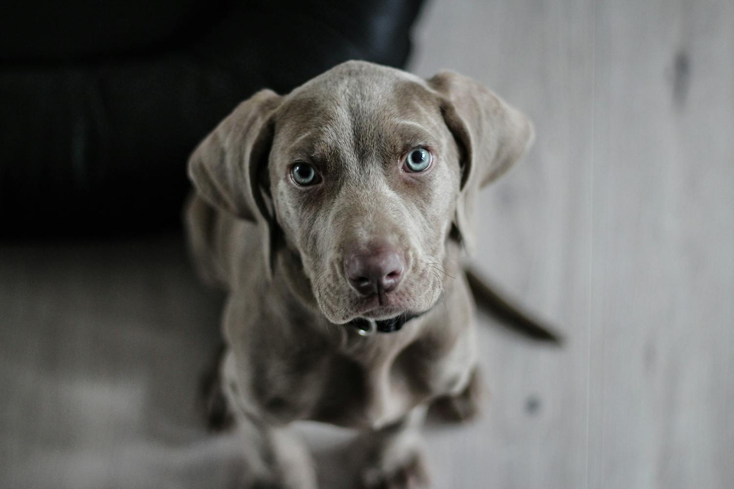 L’amitié homme-chien remonte encore plus loin que ce qu’on croyait