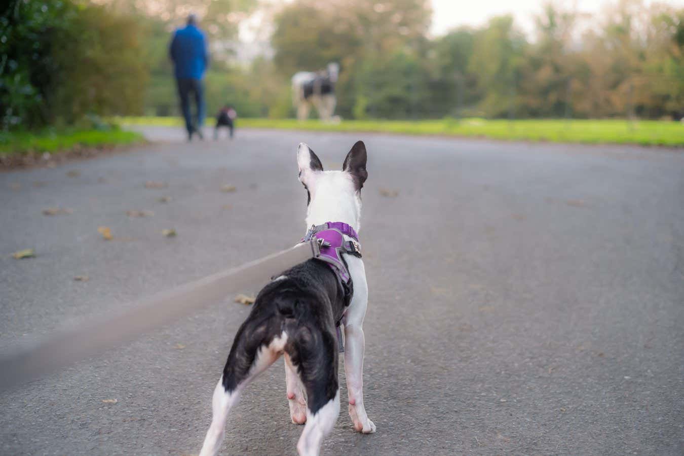 Dogs pull harder on the leash when they wear a harness than a collar