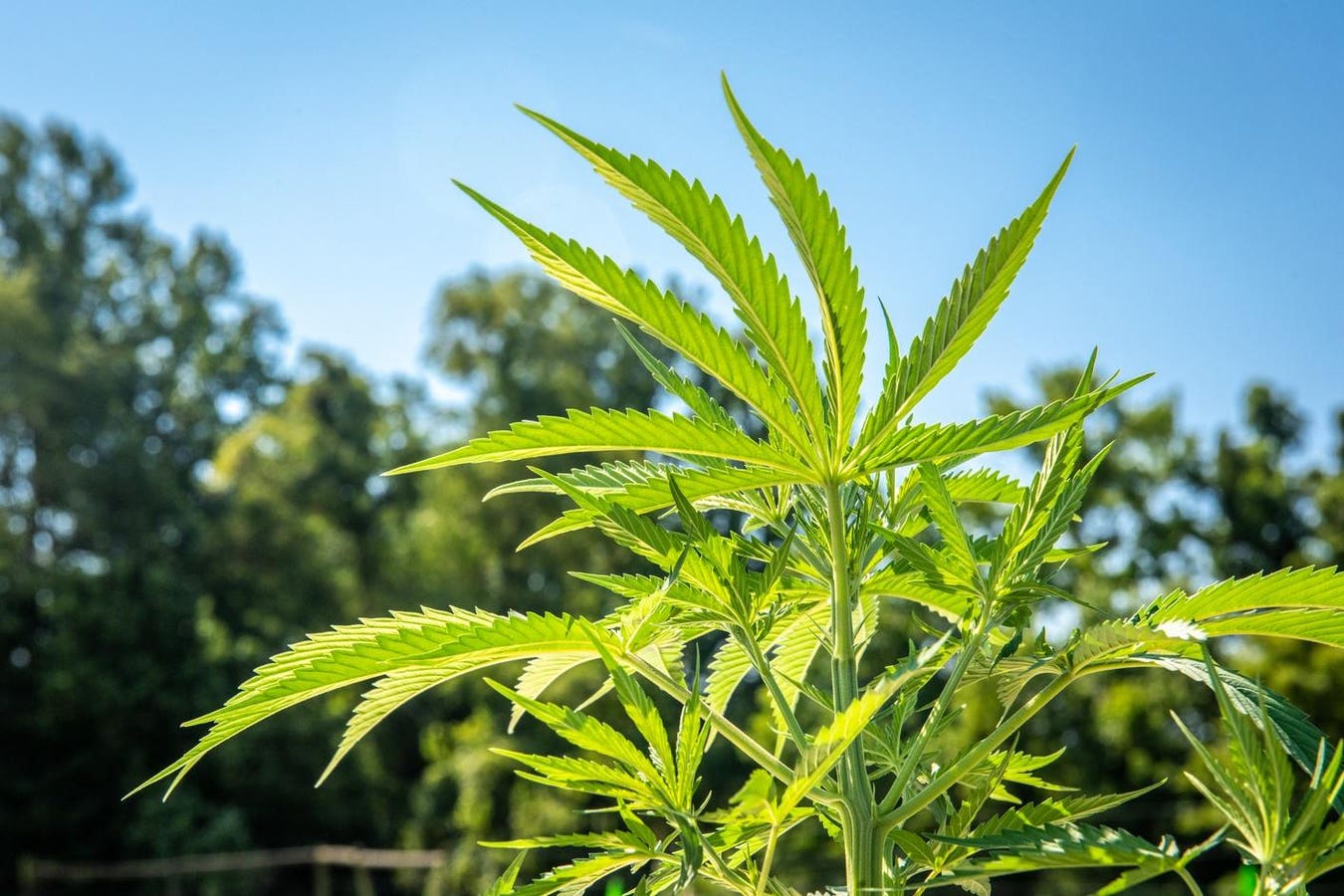 Illinois Delays New Hemp Regulations After Outcry From Industry