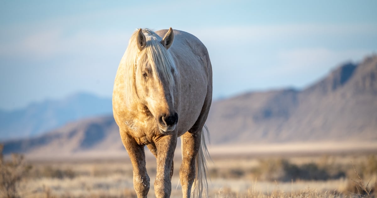 Rash of wild horses shot in Utah...