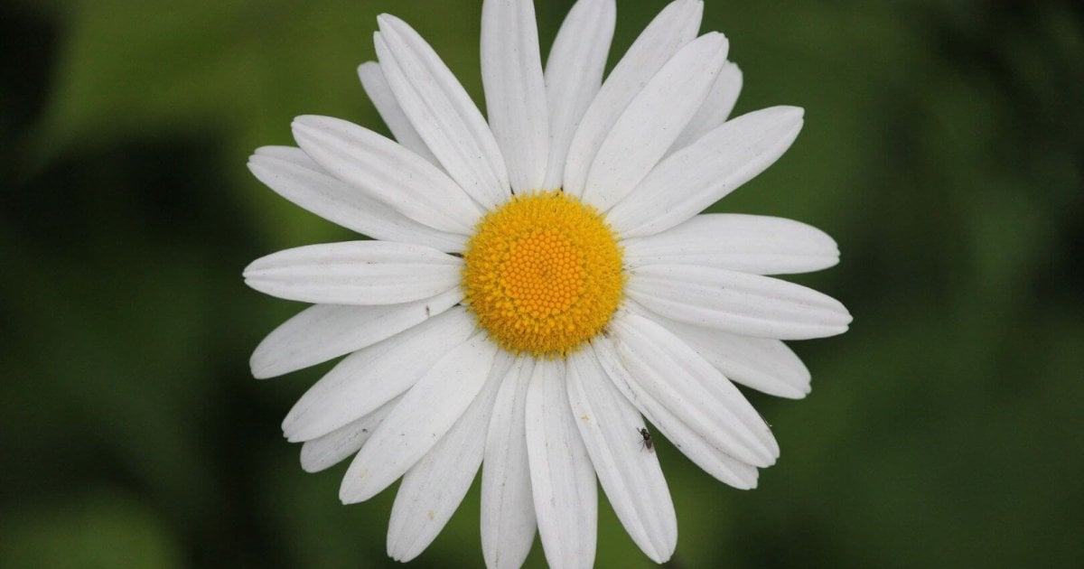 Margaritas letales: el oscuro secreto químico de las flores que adornan nuestras vidas