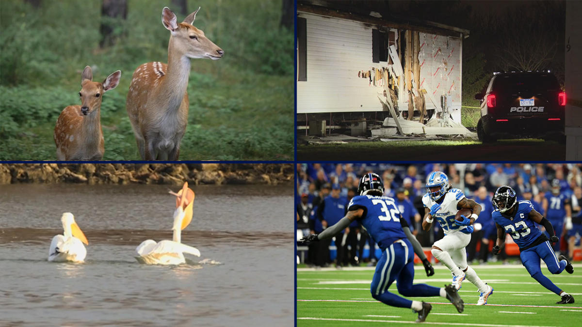 Michigan's deer hunting problem • Pelican migration to metro Detroit • Kids killed in fire