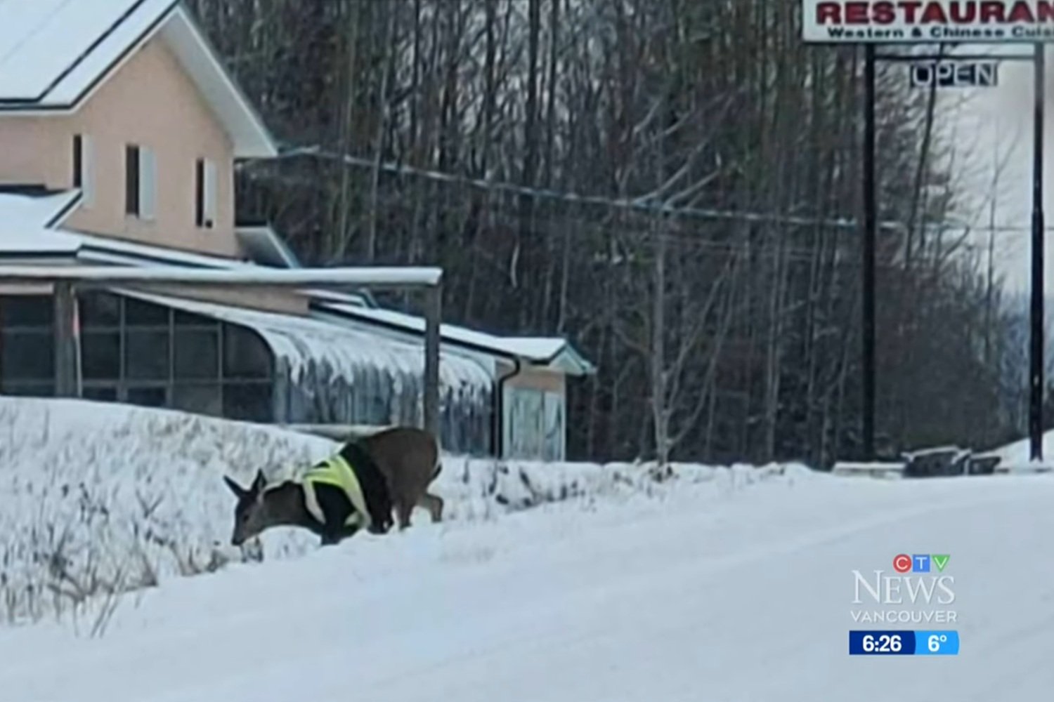 A Canadian Deer Is Mysteriously Wandering Around in a Bright Yellow High-Vis Safety Jacket