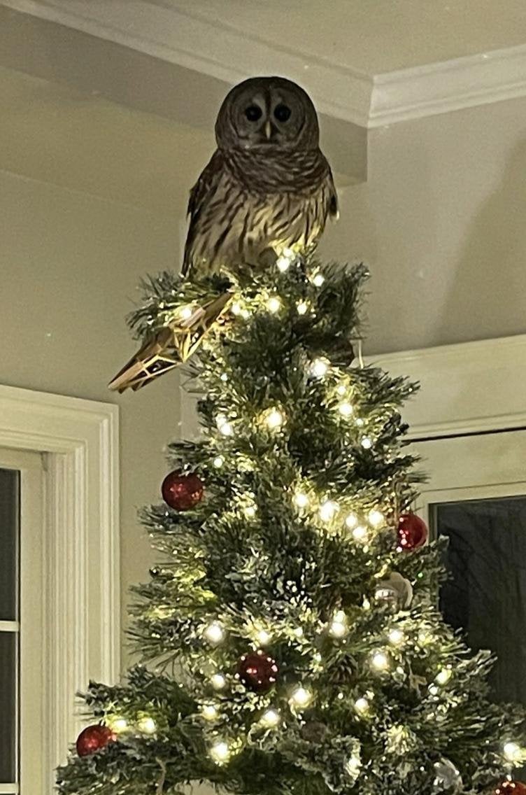 Virginia home gets unexpected owl tree-topper