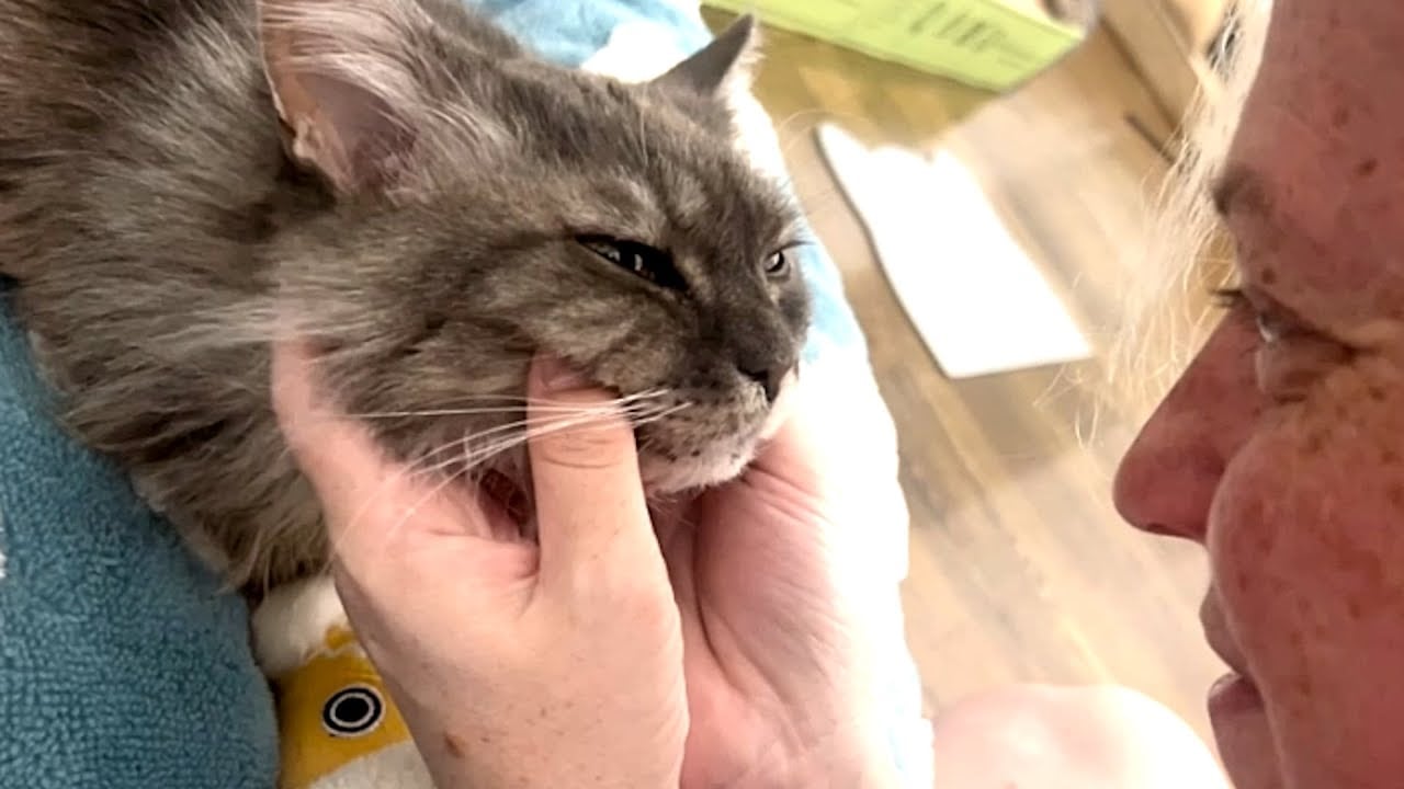 Generous Woman Adopts Overlooked Senior Cat Who Had Lived in a Hoarder’s Rabbit Cage for 12 Years