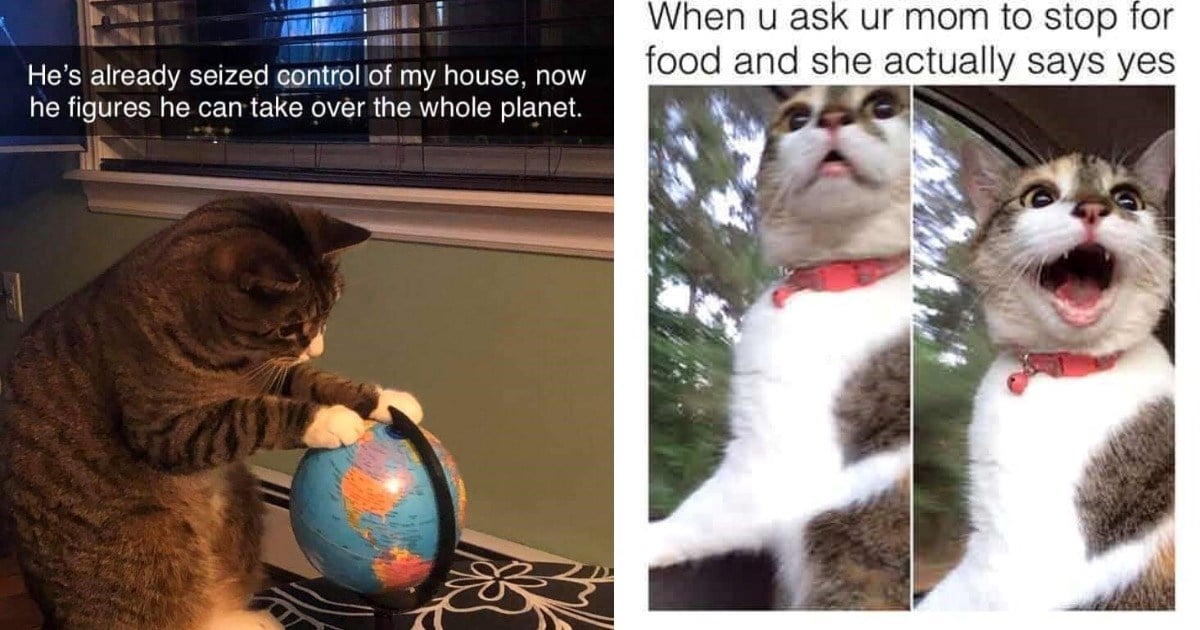 Hilarious Cat Memes For A Purrfectly Comedic Start To The Week