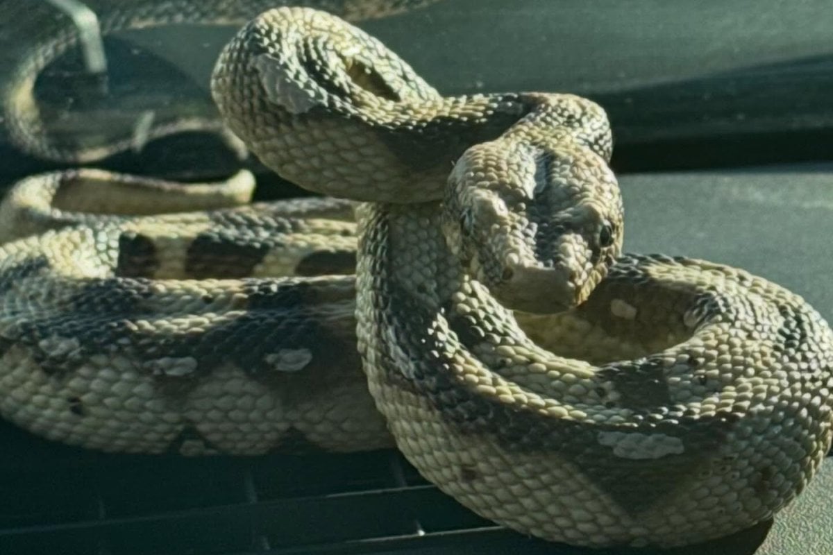 'Snake' that prompted police response in Massachusetts was a fake