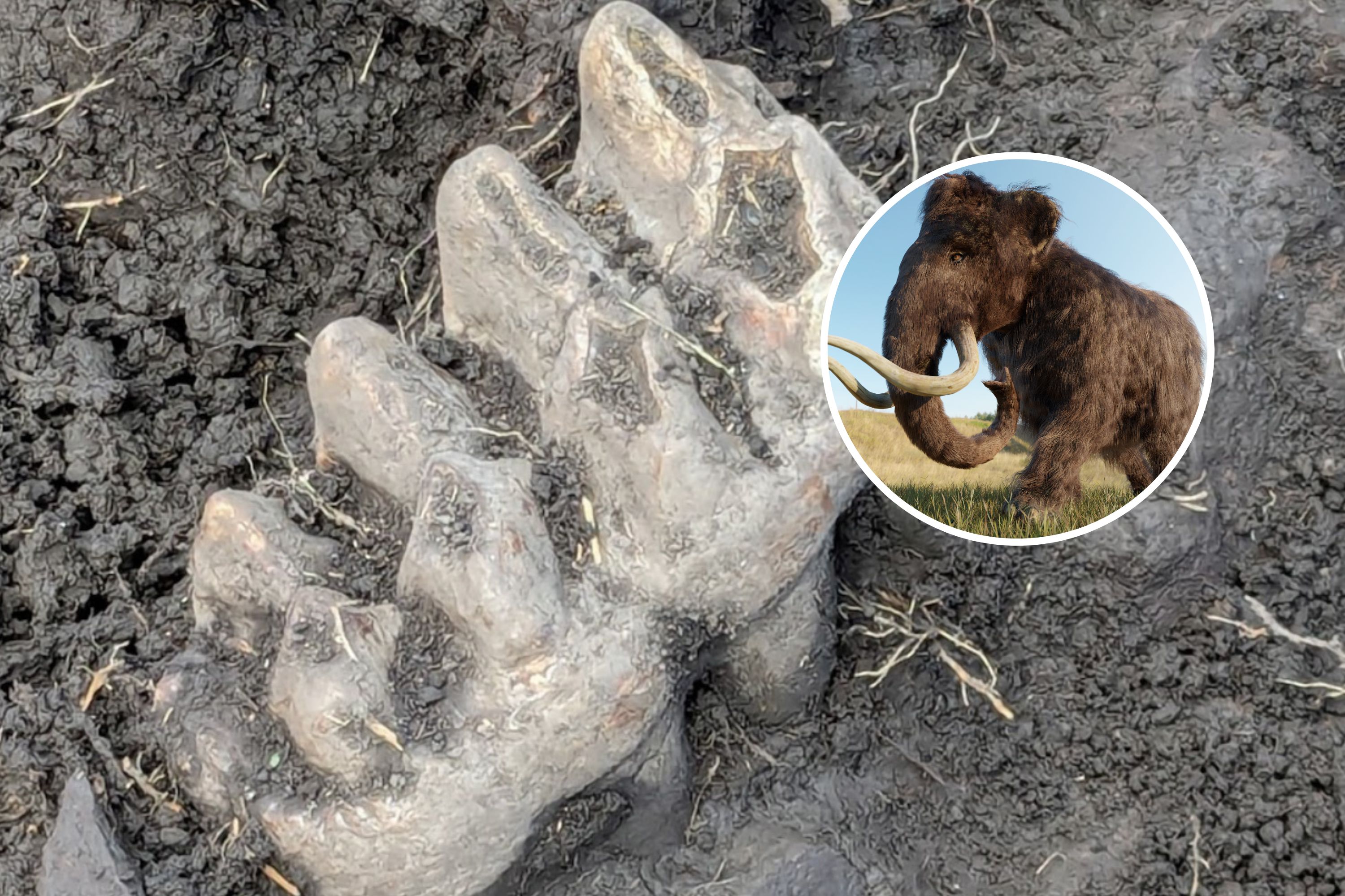 Mastodon Bones Found in New York Resident's Backyard