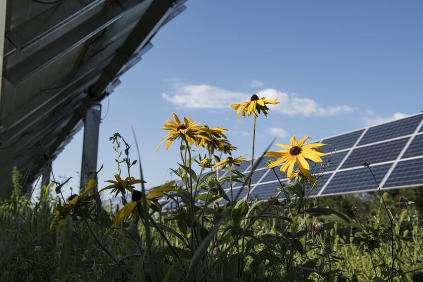 El mayor estudio hasta la fecha sobre paneles solares y su efecto en el campo desmonta varios mitos persistentes