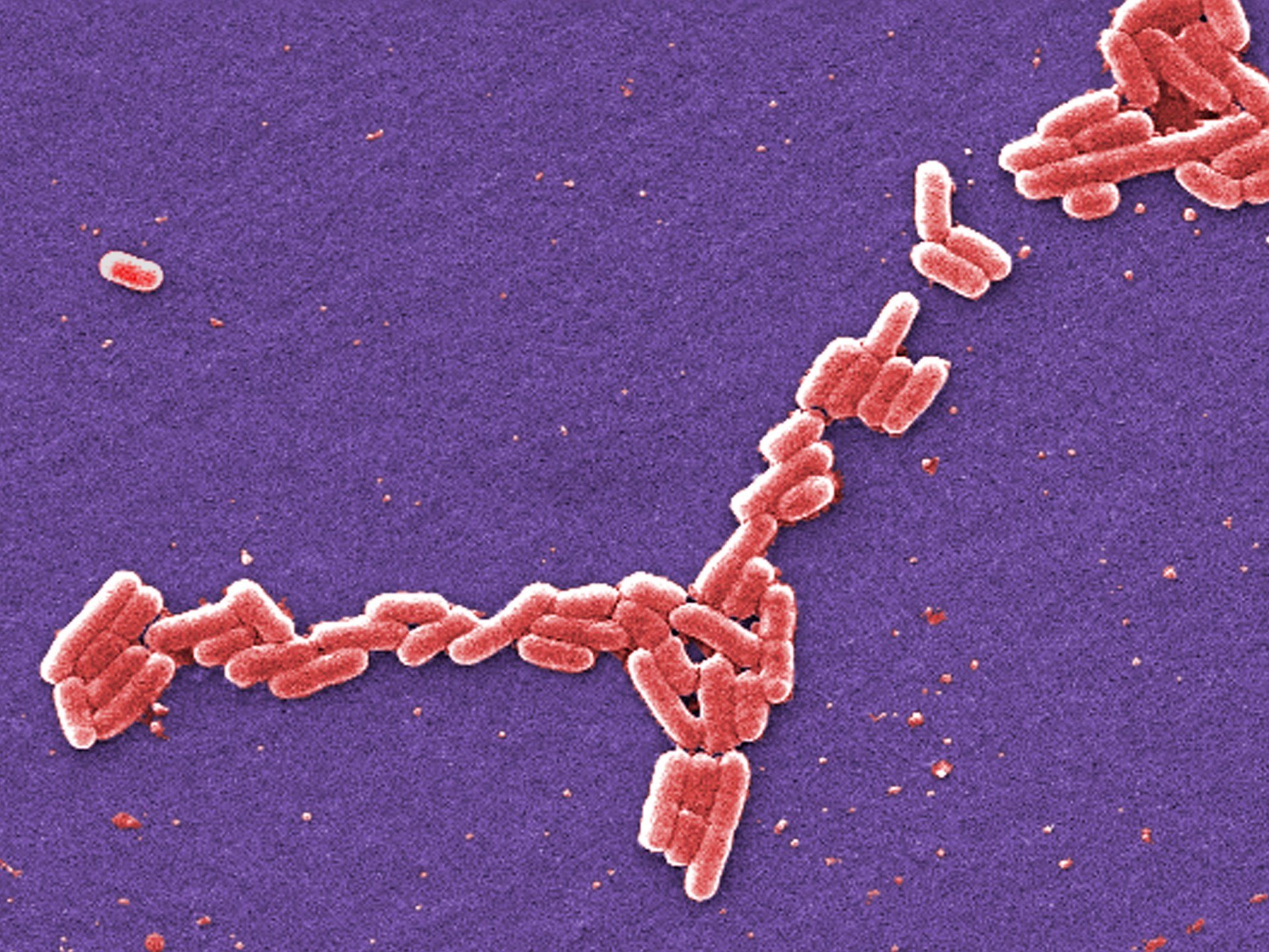 Why was ground beef recalled in the US over possible E coli contamination?