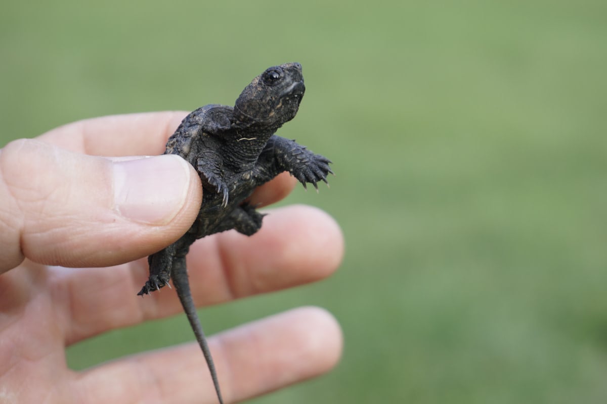 Rare Video of Newborn Snapping Turtles Entering the World Is Too Cute to Resist