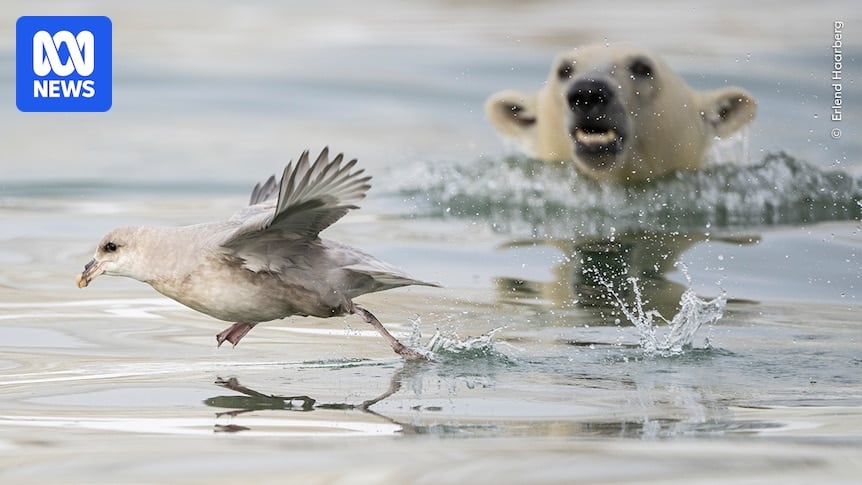 Check out the top 25 images up for the Wildlife Photographer of the Year People’s Choice Award