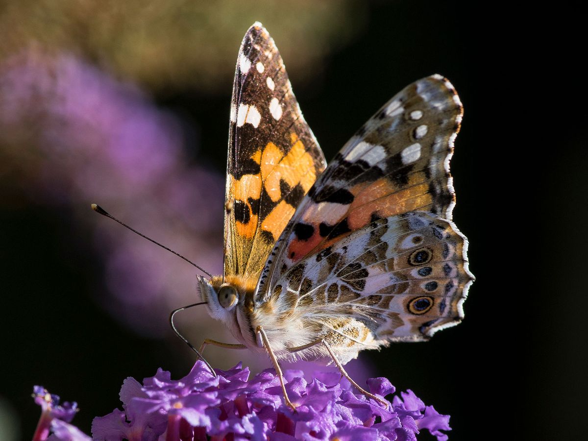 Where Do Butterflies Migrate From? Clues Can Be Found in Pollen on Their Bodies