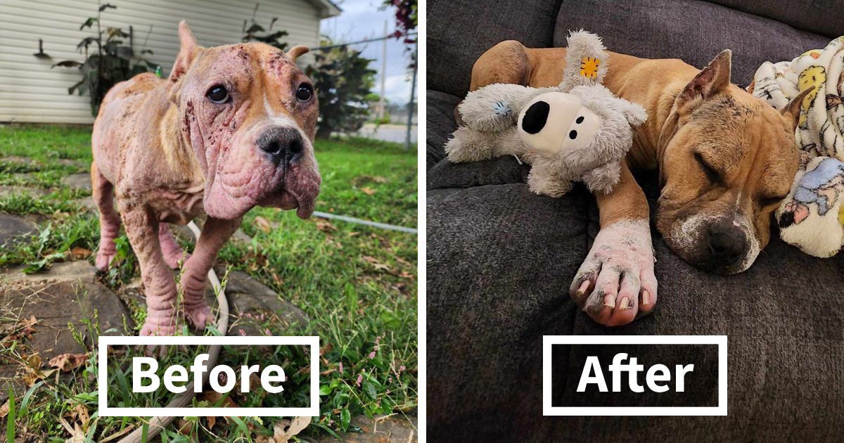 Meet Goulash, Who Went From A Hairless Suffering Stray Dog To The Happiest Boy