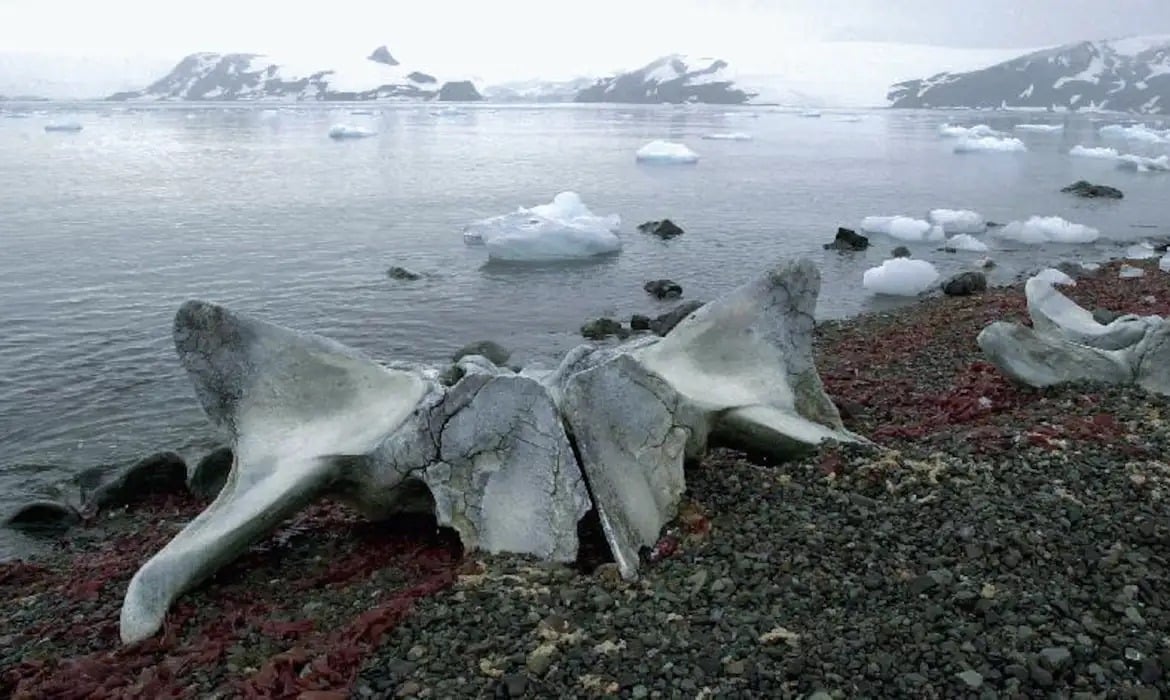 Narrativas do Sul Global sobre mudanças climáticas no Tribunal do Mar