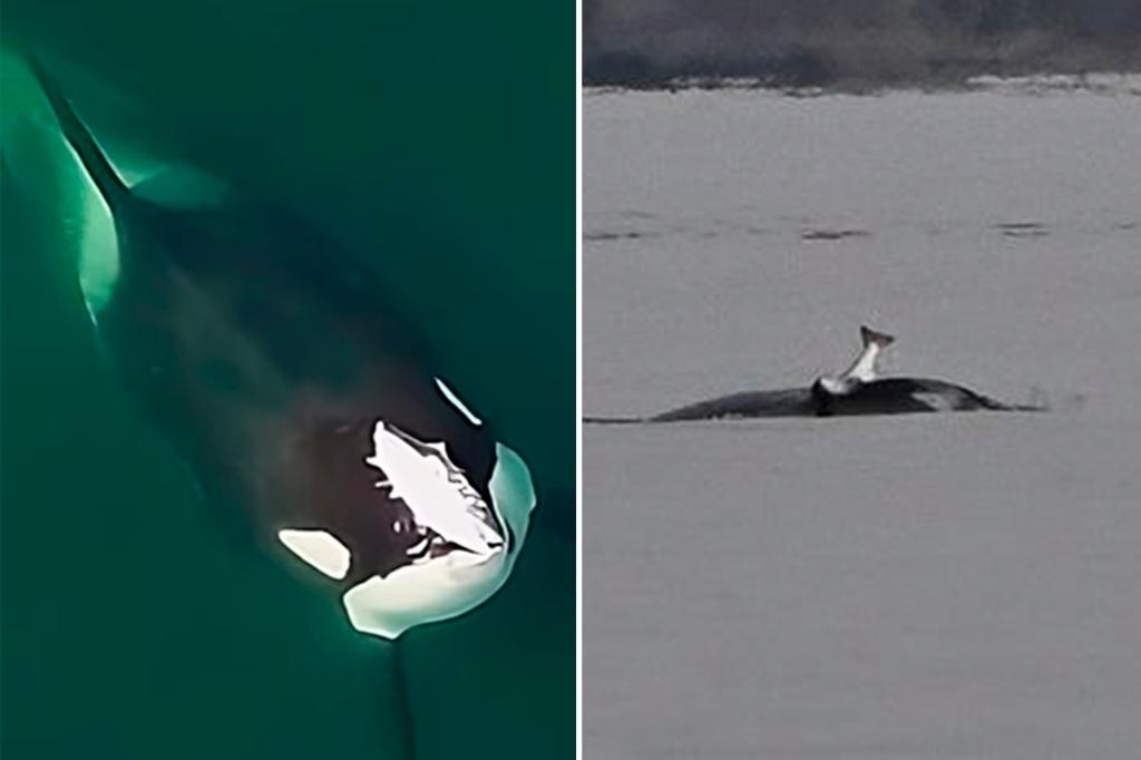 Trendsetting orcas bringing ‘80s fashion back to the Puget Sound: salmon hats