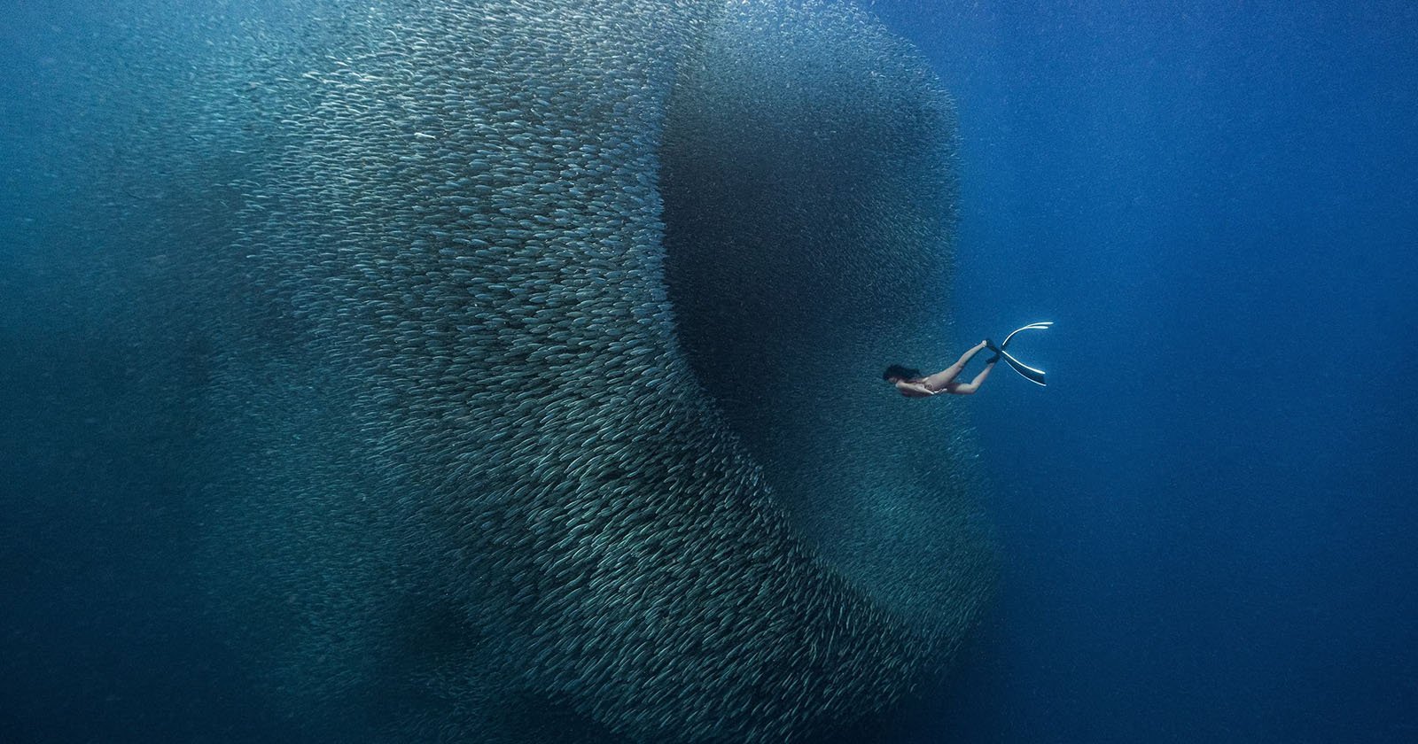 Dazzling ‘Fish Wormhole’ Photo Wins 5th Annual ViewSonic ColorPro Awards