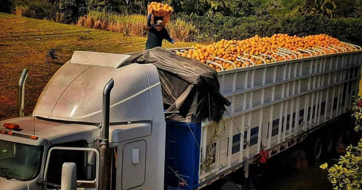 Sequía obligó a jugueras en Veracruz a importar naranja de Centroamérica