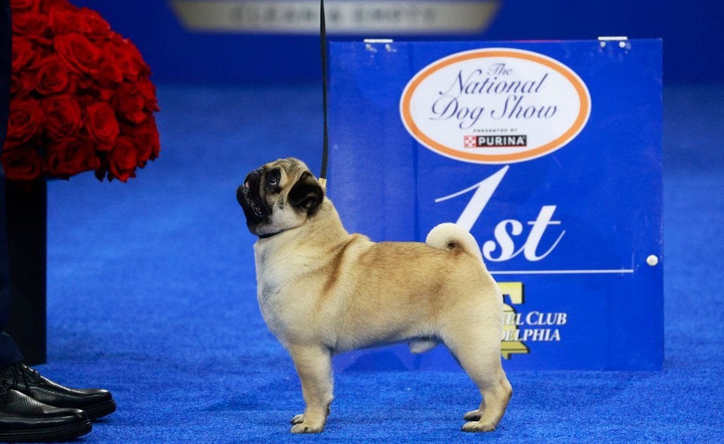 Meet Vito the Pug, the History-Making Winner of the 2024 National Dog Show