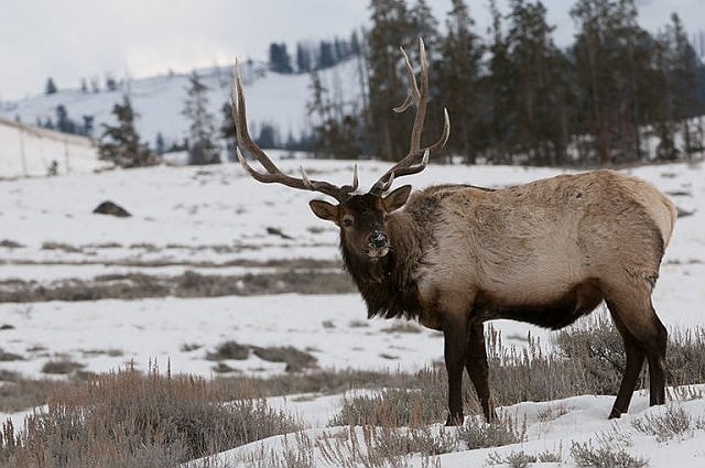 First case of Chronic Wasting Disease detected in Idaho Domestic Elk