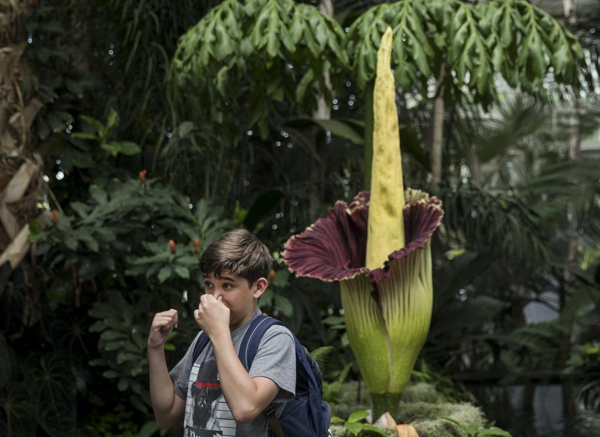 Como Zoo in MN Gives Update on Strange, Smelly Corpse Flower