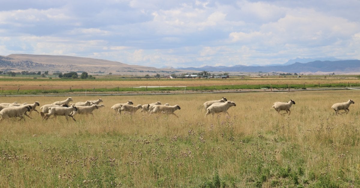 Farmers Are Using Wool To Save Water in the Drought-Ridden West