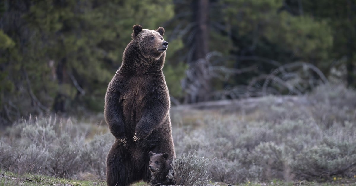 New approach to Rocky Mountain grizzlies sought ahead of the second Trump presidency