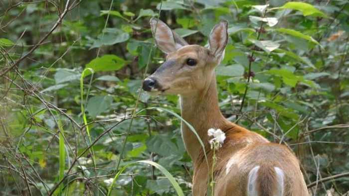 New initiative aims to bridge farmers, hunters amid Michigan’s deer overpopulation crisis