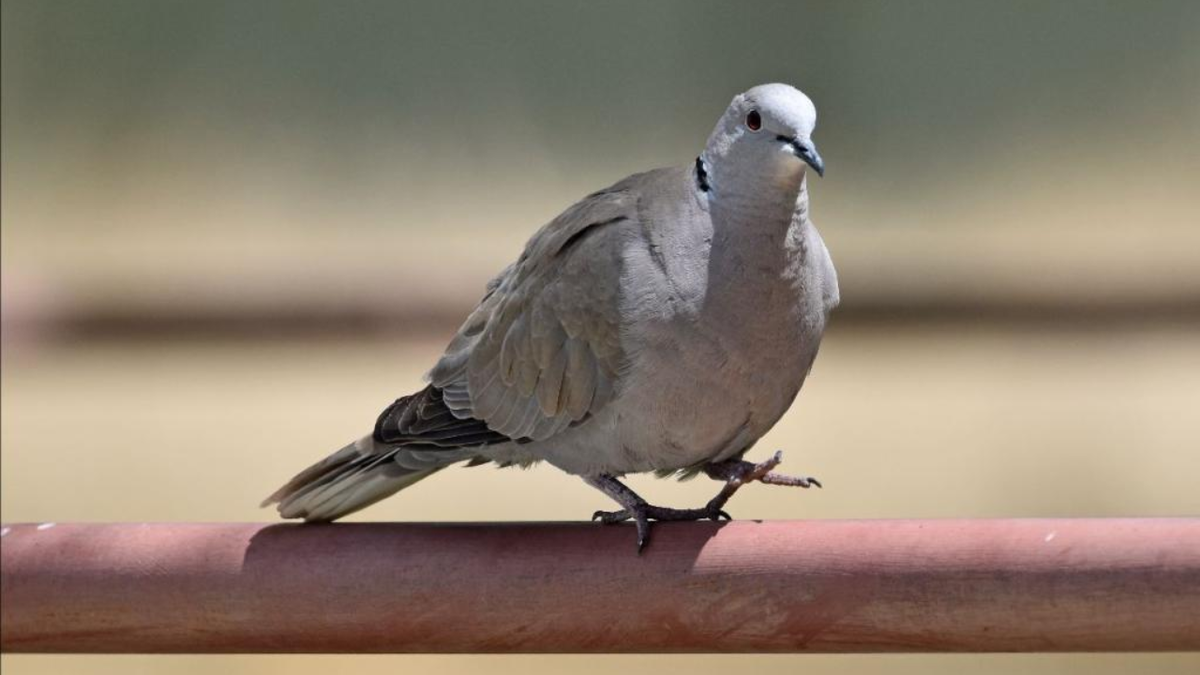 Avian virus is behind significant die-off of invasive bird species near La Junta, CPW says