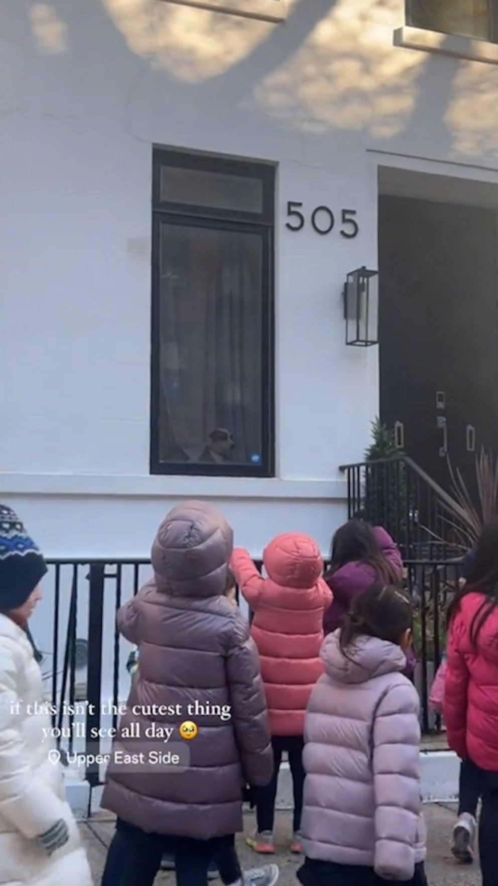 WATCH: Entire class stops to wave at dog in window during NYC walk