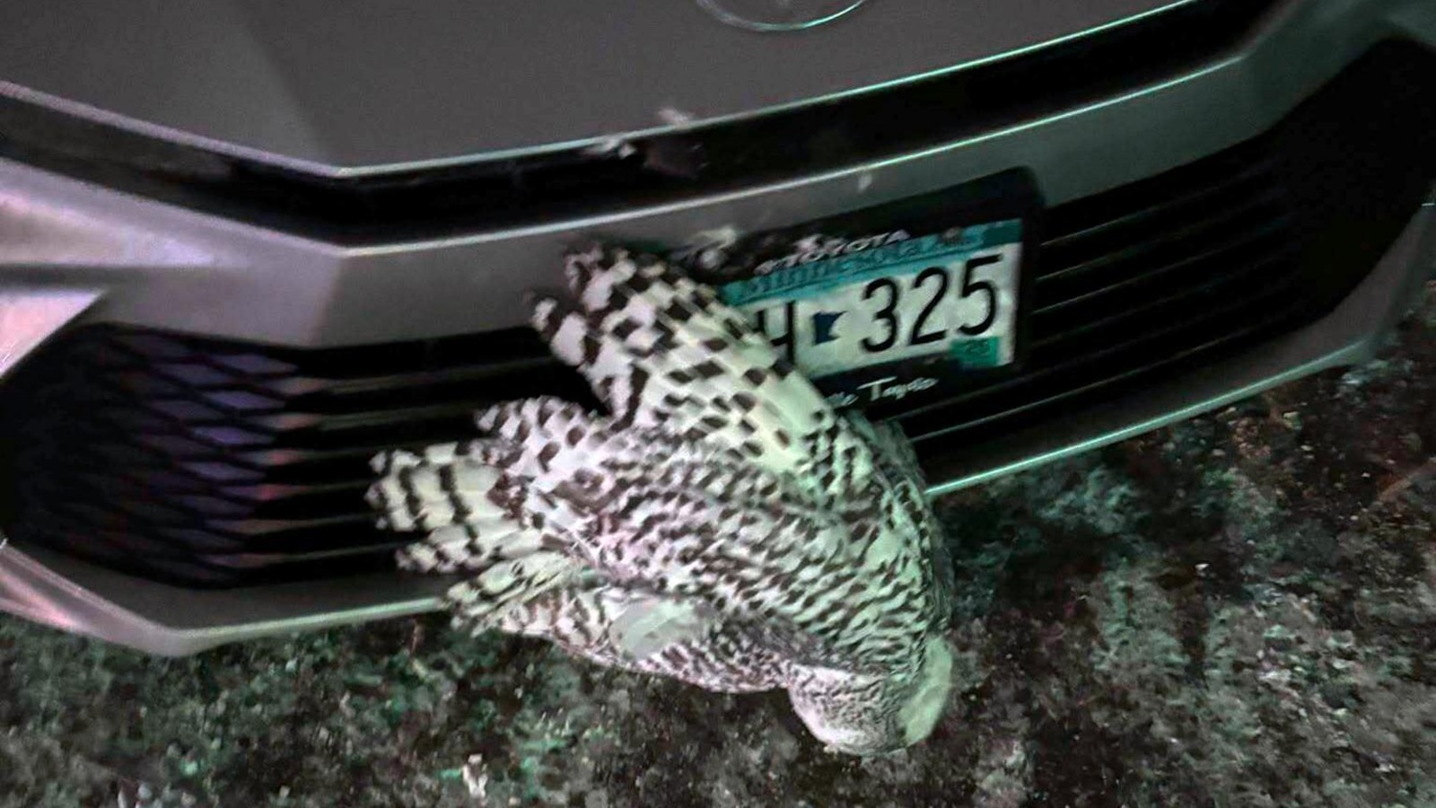 Snowy owl rescued from car grille by Minnesota woman who saved another bird hours earlier