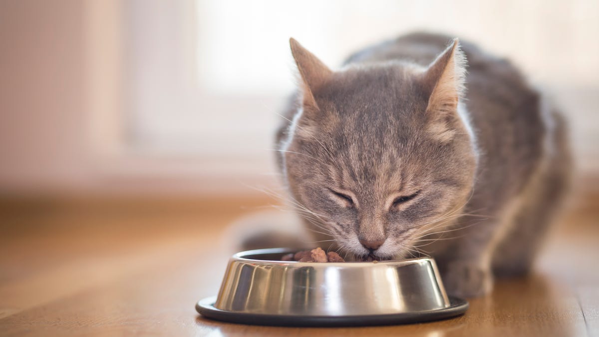 A pet food recall over bird flu is linked to a cat's death