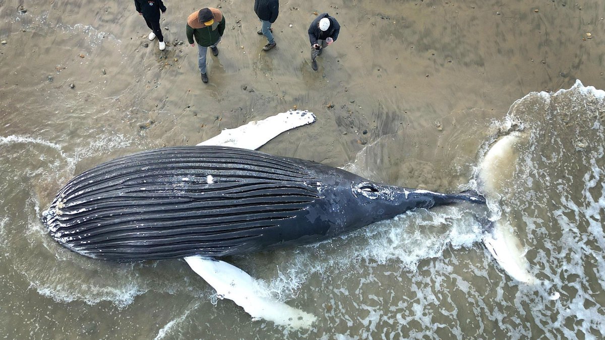 Marshfield, MA whale death: Humpback on beach latest Mass. stranding