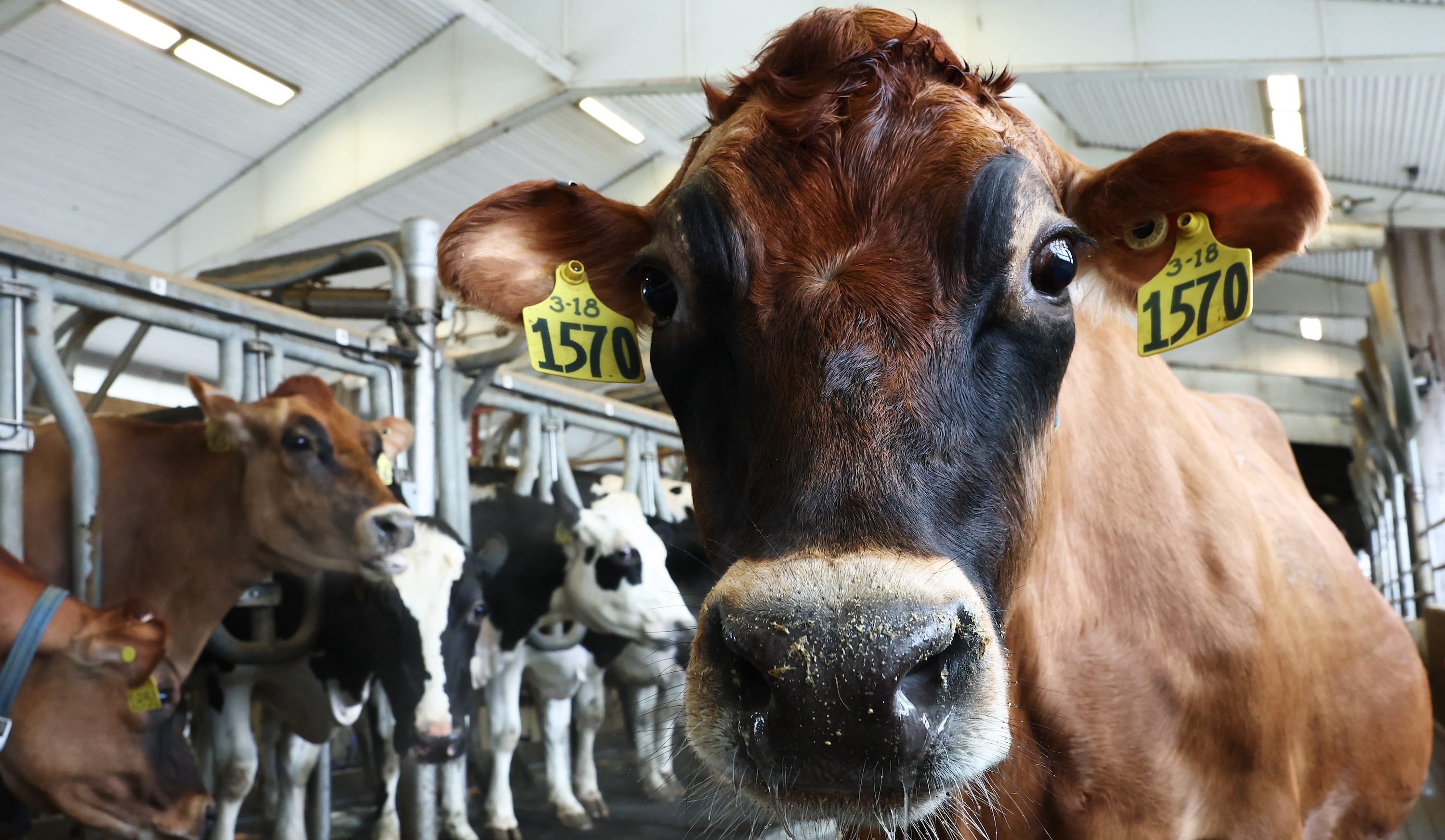 Bird Flu in California: Updates Amid the State of Emergency