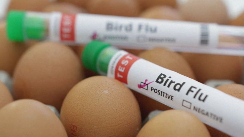 Bird flu virus likely mutated within a Louisiana patient, CDC says