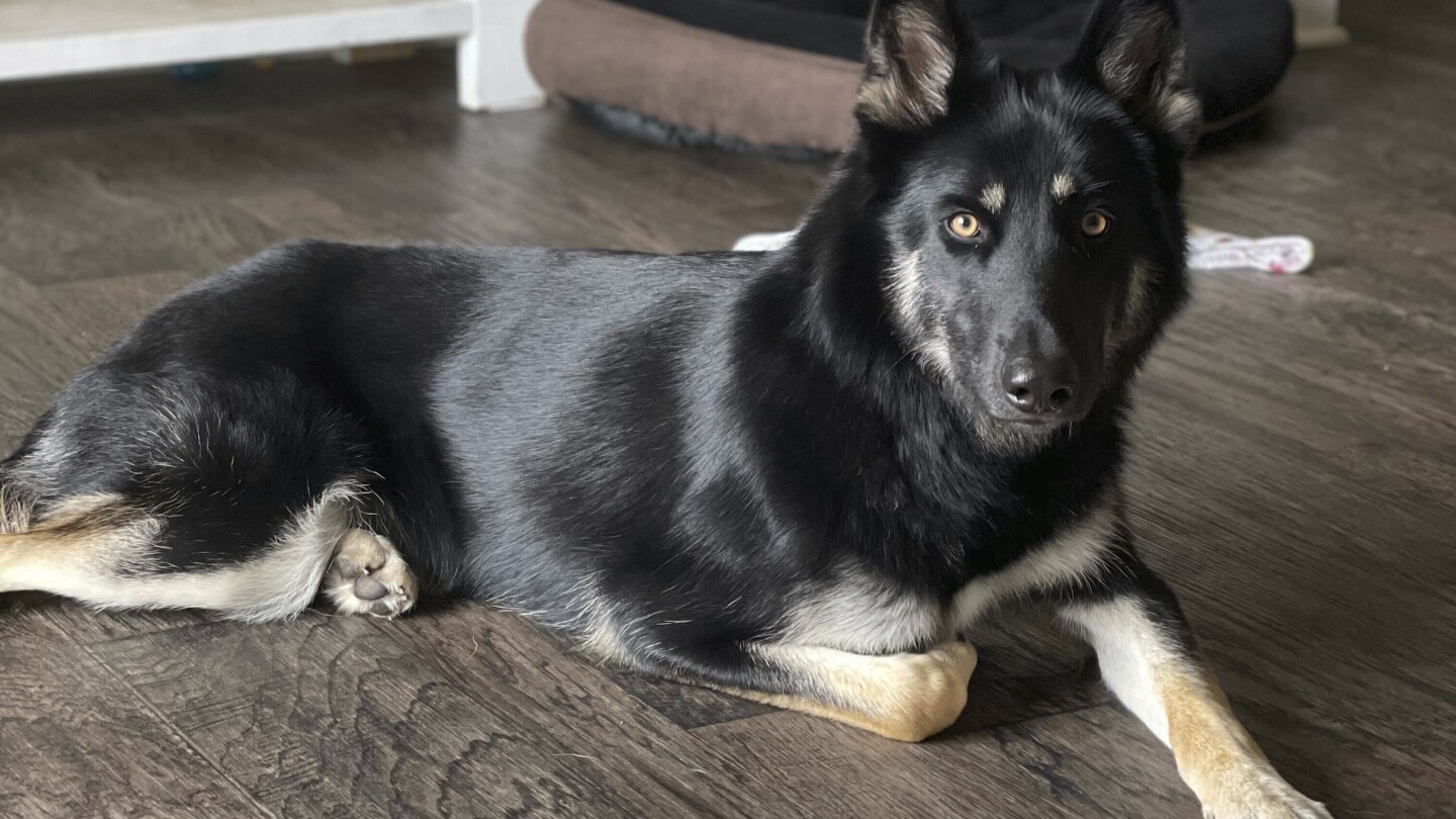 Missing dog returned to family home and rang the doorbell