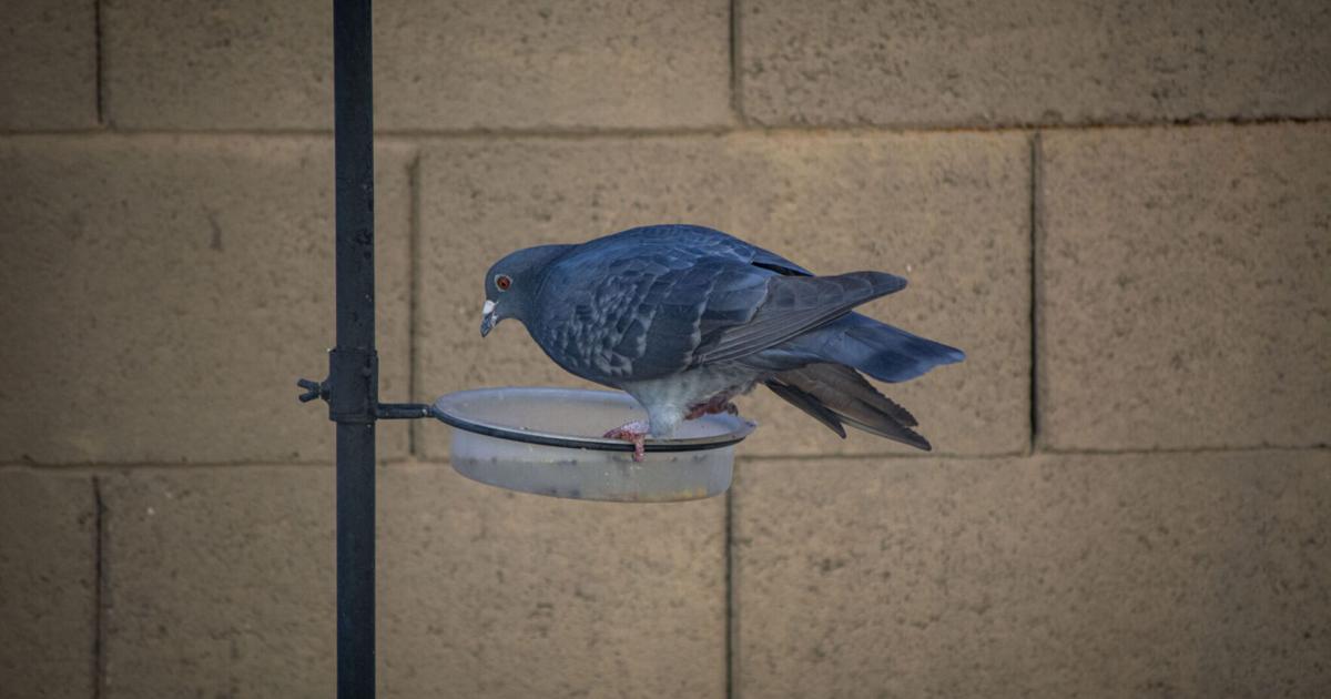 Arizona bird lovers should be cautious as avian flu spreads