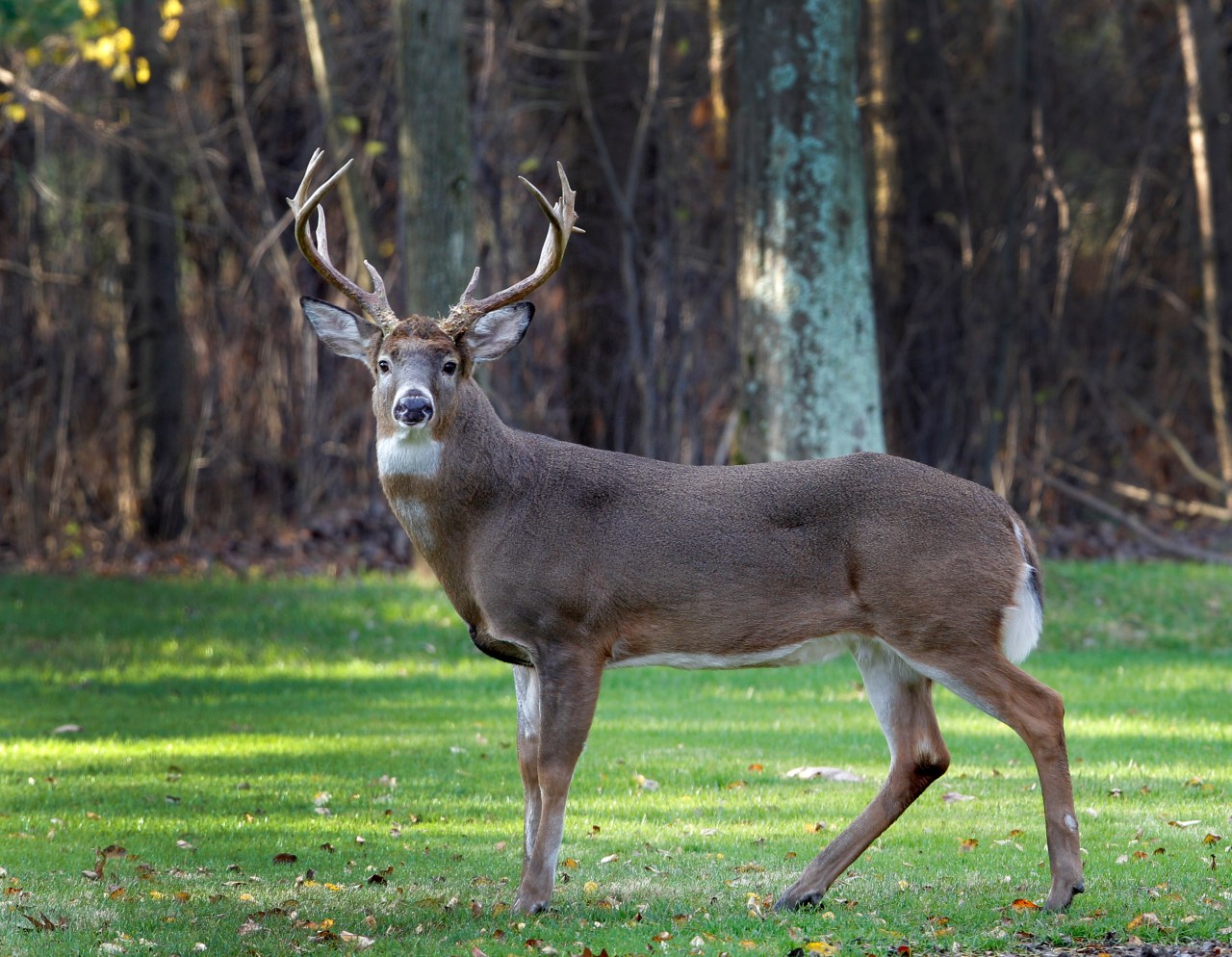 Ohio hunters check 17,000 deer during additional gun hunting weekend